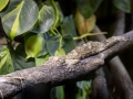 Plattschwanzgecko, Tierpark Senftenberg