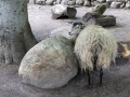 Skudde, Tierpark