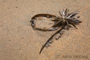 Palm Beach (Wick of Scaw)