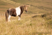 Shetlandpony