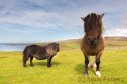 Shetlandpony