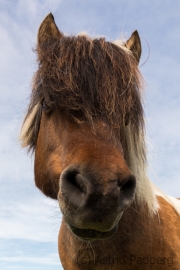 Shetlandpony