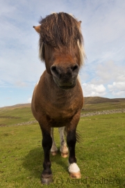 Shetlandpony