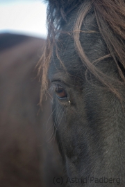 Shetlandpony