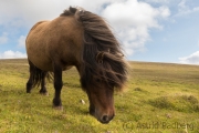 Shetlandpony