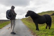 Shetlandpony