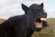 Shetlandpony