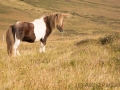 Shetlandpony