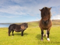 Shetlandpony