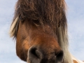 Shetlandpony