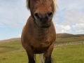 Shetlandpony