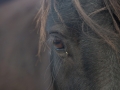 Shetlandpony