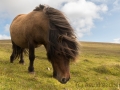 Shetlandpony