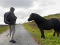 Shetlandpony