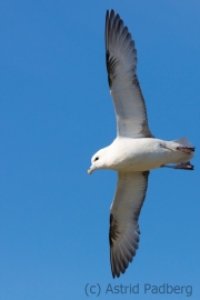 Eissturmvogel