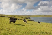 Fetlar, Strandburgh Ness