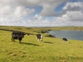 Fetlar, Strandburgh Ness