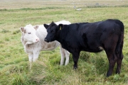 White & Black together