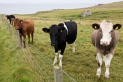 Wir auf uns'rer Wiese