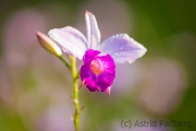 Botanischer Garten, Orchideengarten