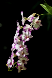 Botanischer Garten, Orchideengarten