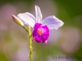 Botanischer Garten, Orchideengarten