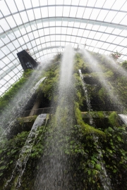 Cloud Forest