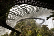 Cloud Forest