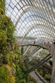 Cloud Forest