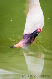 Zwergflamingo