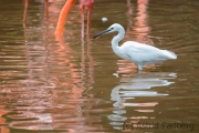 Reiher im Flamingoteich