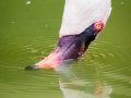 Zwergflamingo