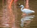 Reiher im Flamingoteich