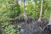 Landschaft, Sungei Buloh Wetland Reserve