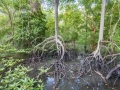 Landschaft, Sungei Buloh Wetland Reserve