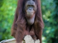 Orang Utan