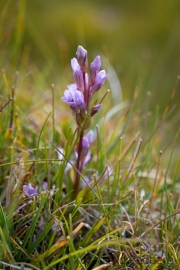 Wiesenblume