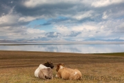 Kühe mit Landschaft