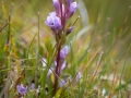 Wiesenblume