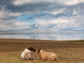 Kühe mit Landschaft