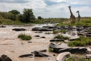 Massai-Giraffe