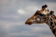 Massai-Giraffe