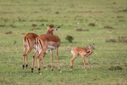 Impala