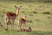 Impala