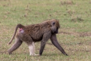 Anubispavian mit weißem Bein