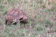 Pantherschildkröte