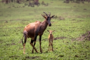 Serengeti-Topi