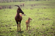 Serengeti-Topi