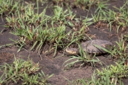 Wasserschildkröte