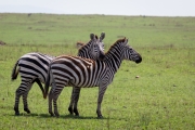 Steppenzebra